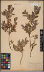 Foto von Salix aurita L. x Salix myrtilloides L.